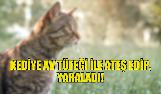 DİPKARPAZ’DA HAVA TÜFEĞİ İLE KEDİYE ATEŞ AÇAN ŞAHIS TUTUKLANDI