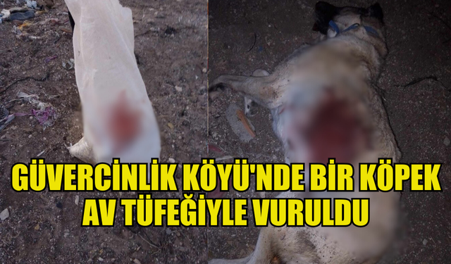 GÜVERCİNLİK KÖYÜ'NDE KORKUNÇ OLAY: KÖPEK AV TÜFEĞİYLE KATLEDİLDİ