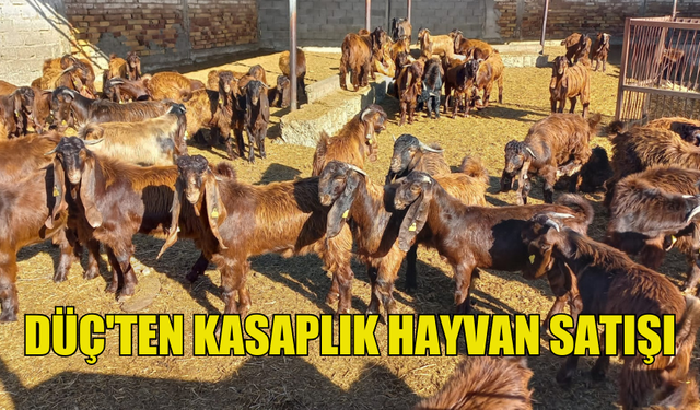 DÜÇ'TEN KASAPLIK HAYVAN SATIŞI DUYURUSU