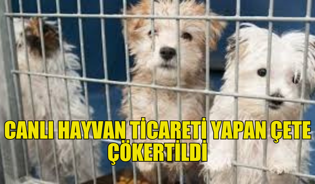 GÜNEYDE  CANLI HAYVAN TİCARETİ YAPAN ÇETE ÇÖKERTİLDİ