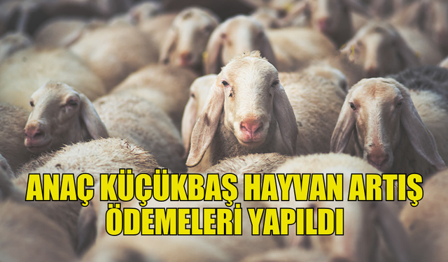 KÜÇÜKBAŞ YETİŞTİRİCİSİNE DESTEK ÖDEMESİ YAPILDI