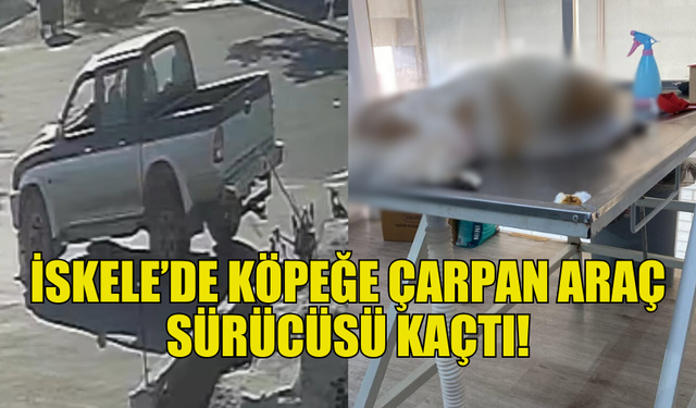 İSKELE’DE ÜZÜCÜ OLAY: KÖPEĞE ÇARPIP KAÇTILAR