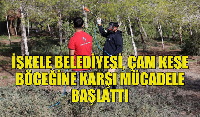 İSKELE’DE ÇAM KESE BÖCEĞİNE KARŞI BİYOLOJİK MÜCADELE BAŞLADI