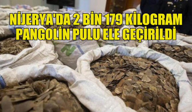 NİJERYA’DA 2 BİN KİLOGRAM PANGOLİN PULU ELE GEÇİRİLDİ