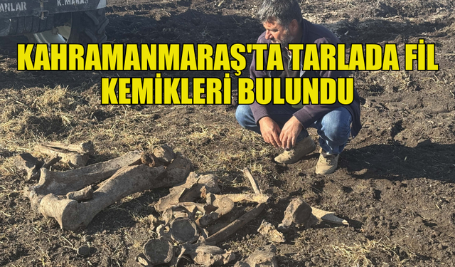 KAHRAMANMARAŞ'TA BUĞDAY EKİMİ SIRASINDA FİL KEMİKLERİ BULUNDU