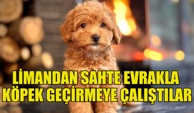 KKTC’YE SAHTE EVRAKLA KÖPEK GEÇİRMEYE ÇALIŞAN İKİ ŞAHIS TUTUKLANDI