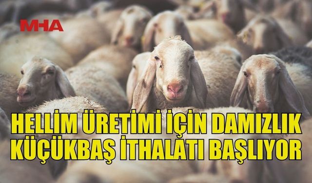 HELLİM ÜRETİMİ İÇİN DAMIZLIK KOYUN PROJESİ’NE SON MÜRACAAT TARİHİ 31 OCAK