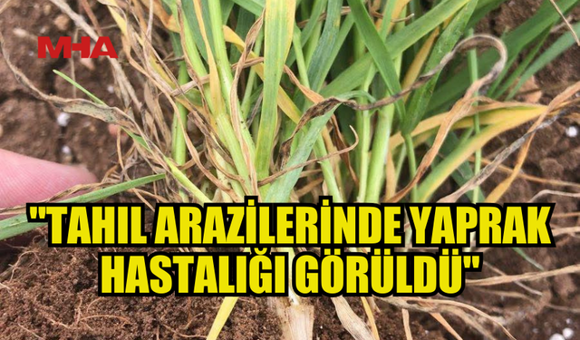 TARIM DAİRESİ: TAHIL ARAZİLERİNDE YAPRAK HASTALIĞI GÖRÜLDÜ