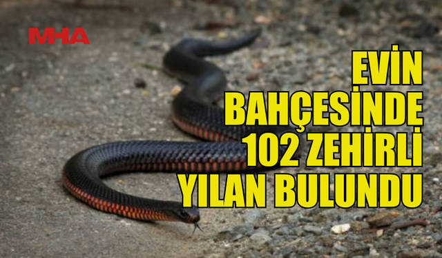 AVUSTRALYA'DA BİR EVİN BAHÇESİNDE 102 ZEHİRLİ YILAN BULUNDU