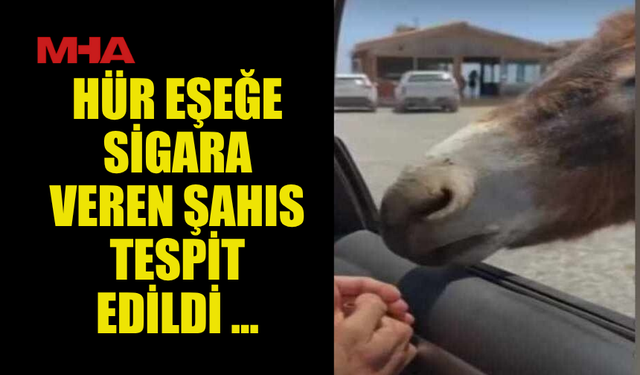 HÜR EŞEĞE SİGARA VEREN ŞAHIS TESPİT EDİLDİ ...