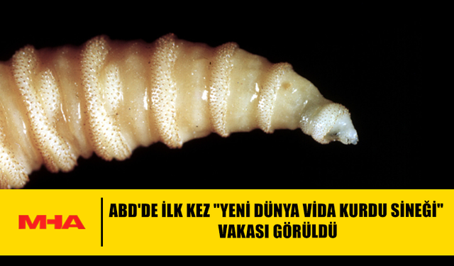 ABD'DE İLK KEZ "YENİ DÜNYA VİDA KURDU SİNEĞİ" VAKASI GÖRÜLDÜ