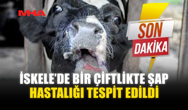 İSKELE’DE BİR ÇİFTLİKTE ŞAP HASTALIĞI TESPİT EDİLDİ