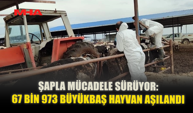 ŞAPLA MÜCADELE SÜRÜYOR: 67 BİN 973 BÜYÜKBAŞ HAYVAN AŞILANDI