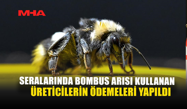 SERALARINDA BOMBUS ARISI KULLANAN ÜRETİCİLERİN ÖDEMELERİ YAPILDI