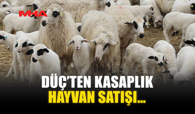 DÜÇ’TEN KASAPLIK HAYVAN SATIŞI…