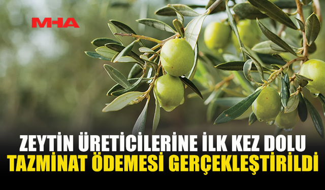 ZEYTİN ÜRETİCİLERİNE İLK KEZ DOLU TAZMİNAT ÖDEMESİ GERÇEKLEŞTİRİLDİ
