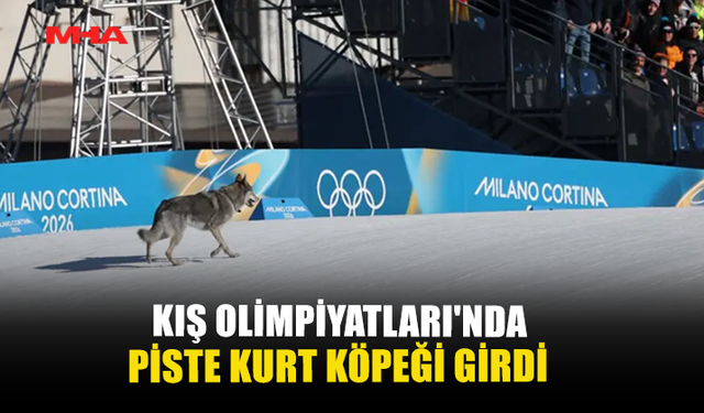 KIŞ OLİMPİYATLARI’NDA PİSTE KURT KÖPEĞİ GİRDİ