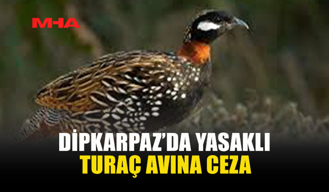 DİPKARPAZ’DA YASAKLI TURAÇ AVINA CEZA