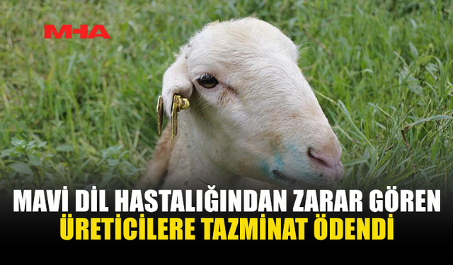 MAVİ DİL ZARARLARI TAZMİN EDİLDİ