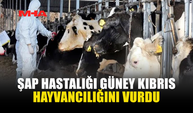 ŞAP HASTALIĞI GÜNEY KIBRIS HAYVANCILIĞINI KÖTÜ ETKİLEDİ