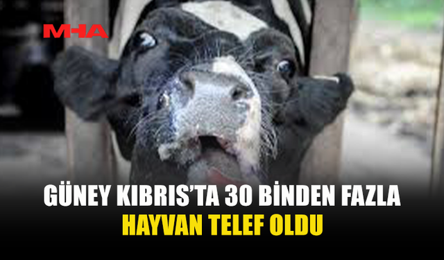 GÜNEY KIBRIS’TA ŞAP HASTALIĞIYLA MÜCADELE SÜRÜYOR