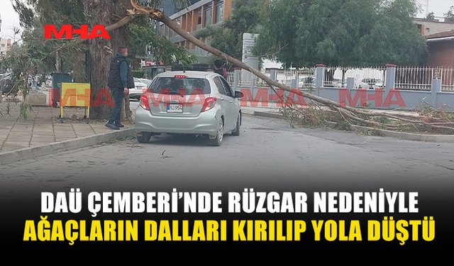 RÜZGAR OKALİPTÜS DALLARINI KIRDI, TRAFİK AKSADI