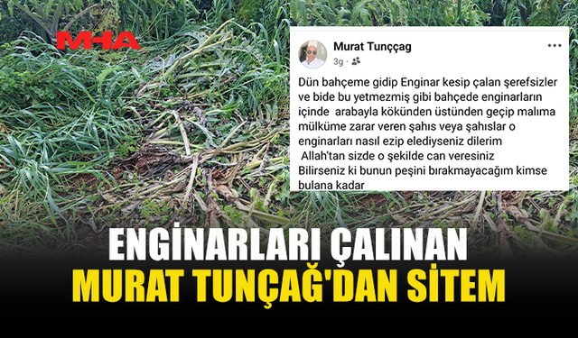 ENGİNAR BAHÇESİNE GİREN HIRSIZLAR BAHÇEYİ TAHRİP ETTİ