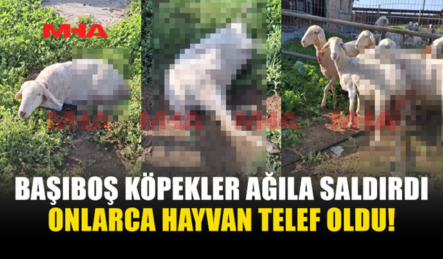 BAŞIBOŞ KÖPEKLER KATLİAM YAPTI: 30 HAYVAN TELEF OLDU