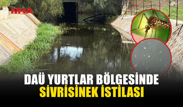 DAÜ YURTLAR BÖLGESİNİ SİVRİSİNEKLER İSTİLA ETTİ!