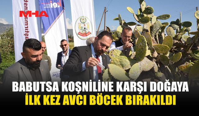 BABUTSA İÇİN AVCI BÖCEKLER DOĞAYA SALINDI