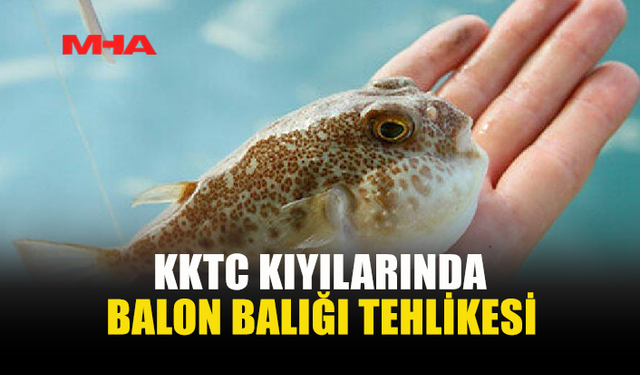 KKTC'DE BALON BALIKLARI SAHİLLERE KADAR İNDİ