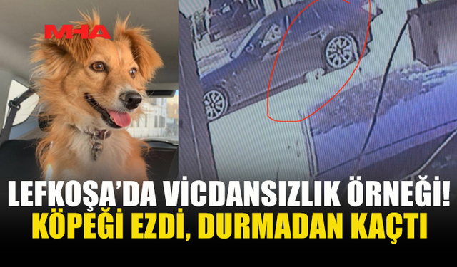 LEFKOŞA’DA KÖPEĞE ÇARPAN SÜRÜCÜ OLAY YERİNDEN KAÇTI