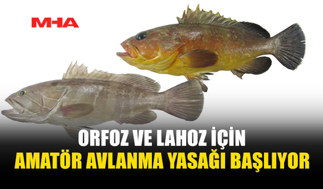 ORFOZ VE LAHOZ AVINA SEZON YASAĞI GELDİ