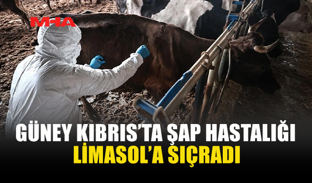 ŞAP HASTALIĞI GÜNEY KIBRIS’TA YAYILMAYA DEVAM EDİYOR