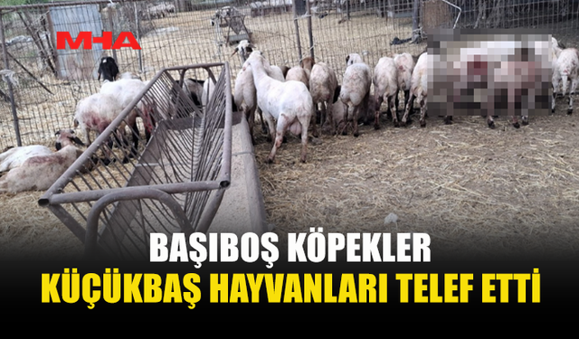 MEHMETÇİK’TE KÜÇÜKBAŞ HAYVANLAR TELEF OLDU