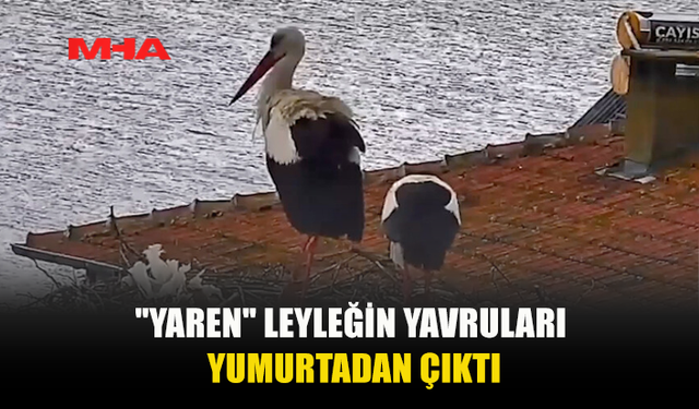 YAREN LEYLEĞİN YAVRULARI DÜNYAYA GELDİ: 15 YILLIK DOSTLUKTA YENİ HEYECAN