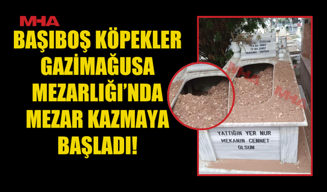 GAZİMAĞUSA'DA BAŞIBOŞ KÖPEKLERDEN MEZARLAR DA NASİBİNİ ALDI
