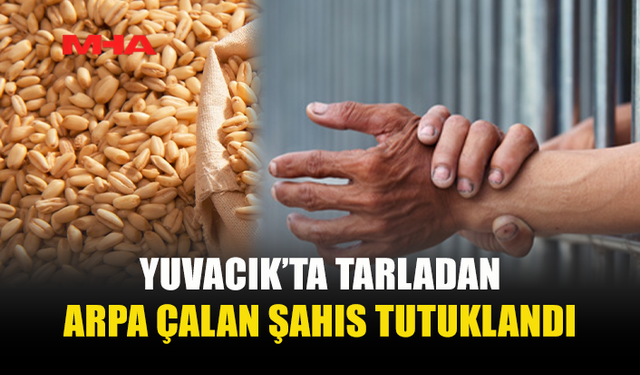 YUVACIK'TA TARLADAN ARPA ÇALINDI: 1 TUTUKLU