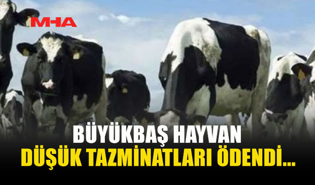 BÜYÜKBAŞ HAYVAN KAYIPLARI İÇİN 820 BİN TL’Yİ AŞAN ÖDEME