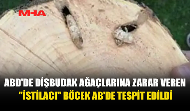 ABD’DE MİLYONLARCA AĞACI YOK EDEN BÖCEK AVRUPA’DA GÖRÜLDÜ