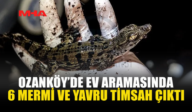 YAVRU TİMSAH VE MERMİLERLE YAKALANDI