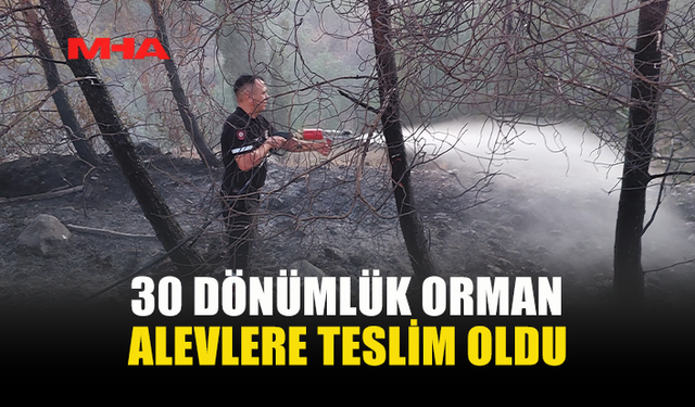 SERDARLI-ERGENEKON YOLUNDA ORMAN YANGINI