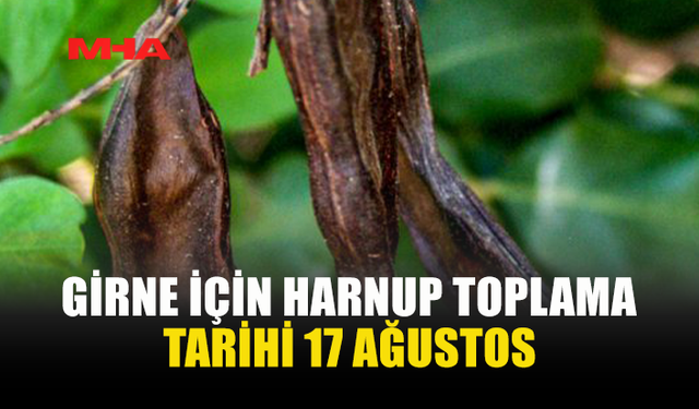GİRNE'DE HARNUP SEZONU 17 AĞUSTOS'TA BAŞLIYOR