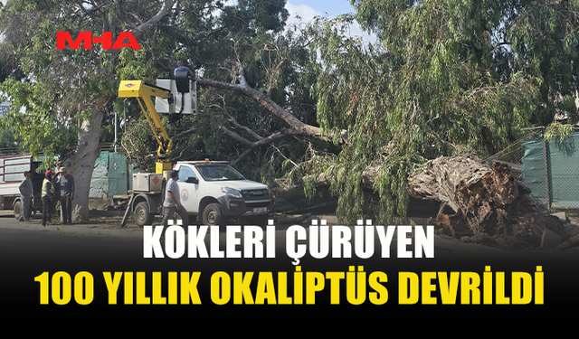 100 YILLIK OKALİPTÜS ŞANS ESERİ ANA YOLA DEVRİLMEDİ