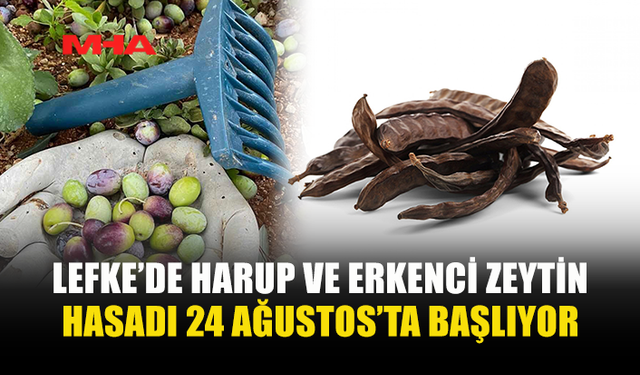 LEFKE’DE HARUP VE ERKENCİ ZEYTİN HASADI 24 AĞUSTOS, YERLİ ZEYTİN HASADI 14 EYLÜL’DE...