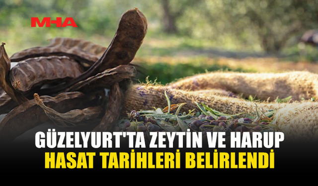 GÜZELYURT’TA ZEYTİN VE HARNUP HASAT TARİHLERİ AÇIKLANDI