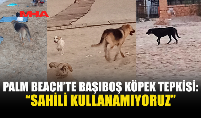 PALM BEACH’TE BAŞIBOŞ KÖPEKLER VATANDAŞLARI TEDİRGİN EDİYOR