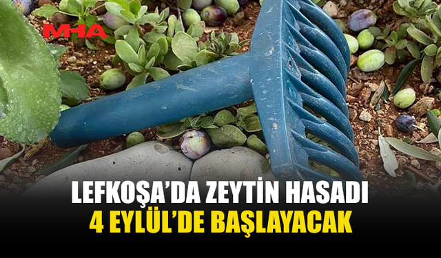 LEFKOŞA’DA ZEYTİN TOPLAMA TARİHİ AÇIKLANDI