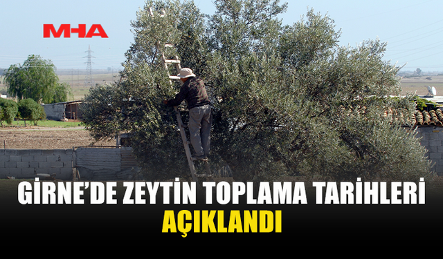GİRNE’DE ZEYTİN TOPLAMA TARİHLERİ BELLİ OLDU