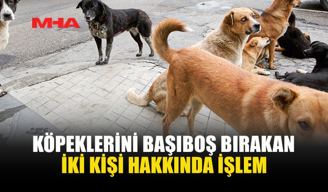 BAŞIBOŞ KÖPEK BULUNDURAN İKİ KİŞİ HAKKINDA SORUŞTURMA
